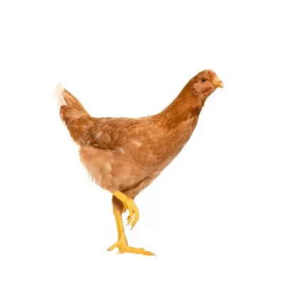 Live SONALI Chicken