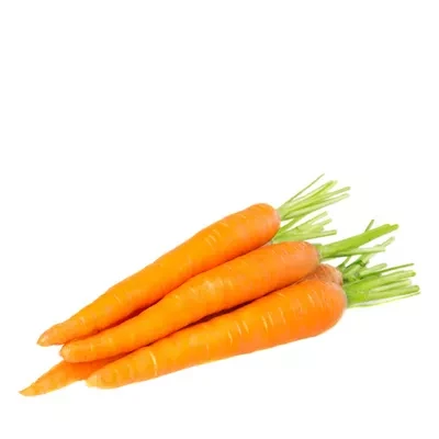 Gajor